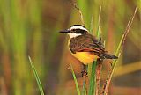 Lesser Kiskadee